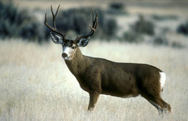 Deer Hunting Season | California Hunting Laws and Regulations