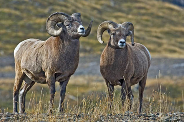 Bighorn Sheep Season | California Hunting Laws and Regulations