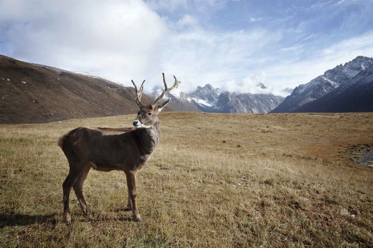 Caribou | Alaska Hunting Laws and Regulations