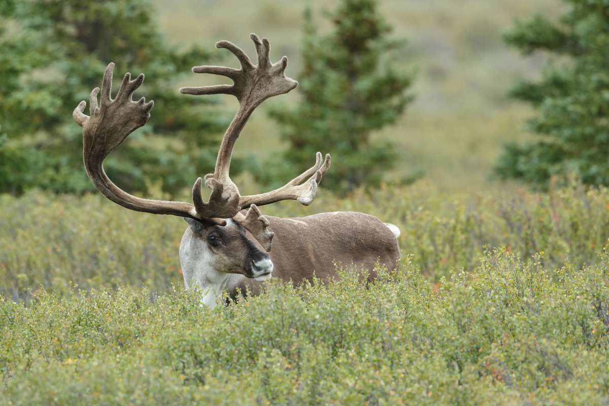 Caribou at Denali park Alaska | Alaska Hunting Laws and Regulations