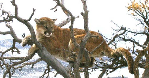 Mountian Lion Hunting Season | Colorado Hunting Laws And Regulations