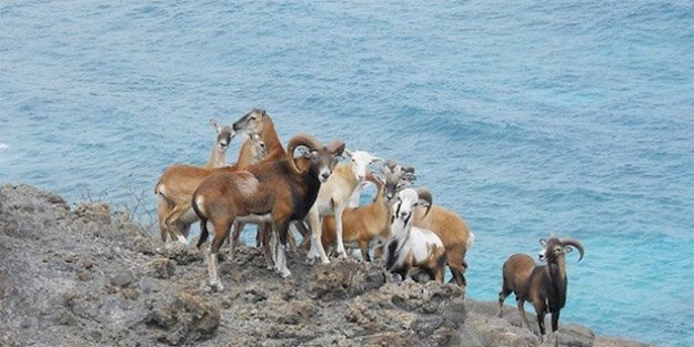 Hunting Mouflon Sheep in Hawaii | Hawaii Hunting Laws