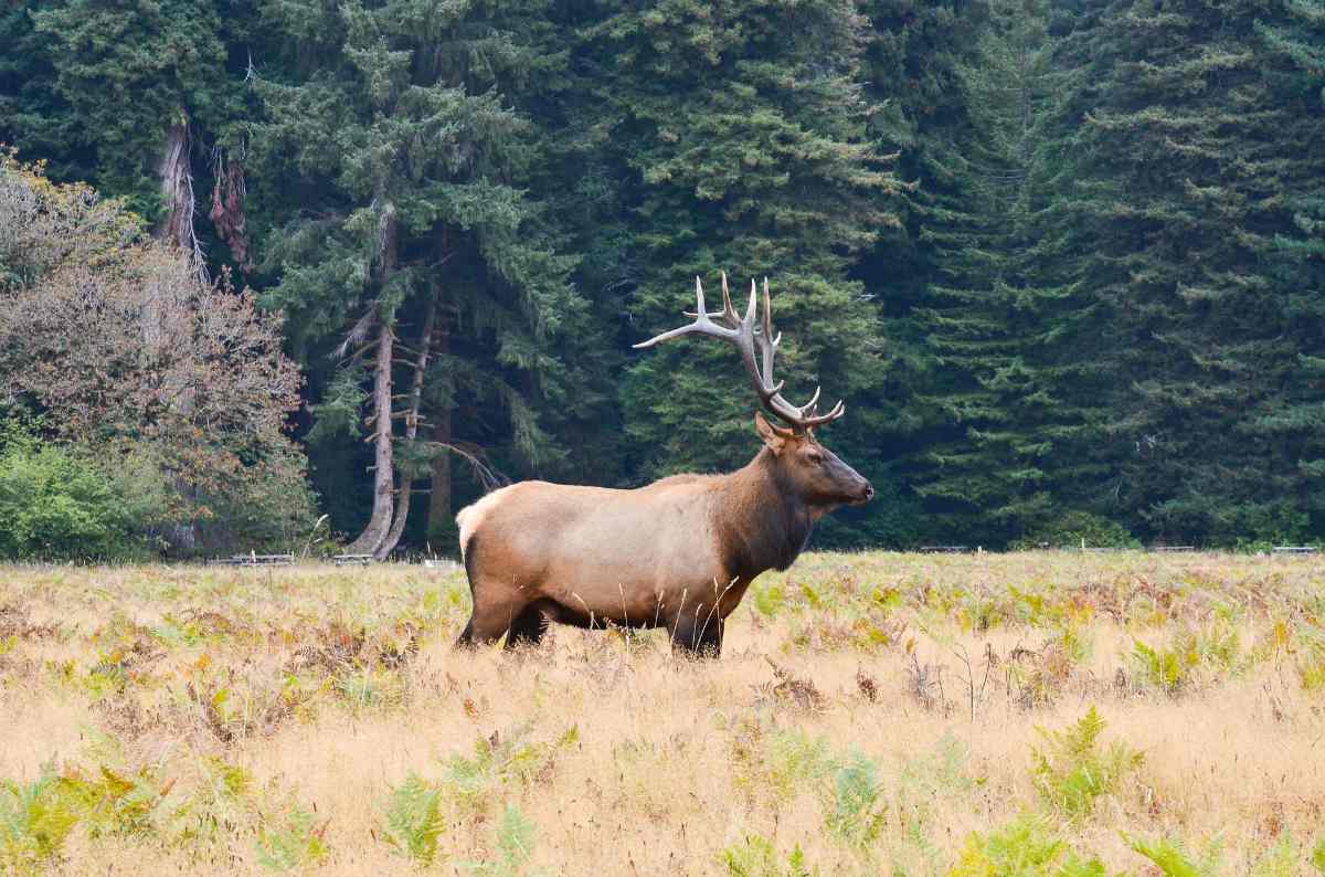 North American Moose | Alaska Hunting Laws and Regulations