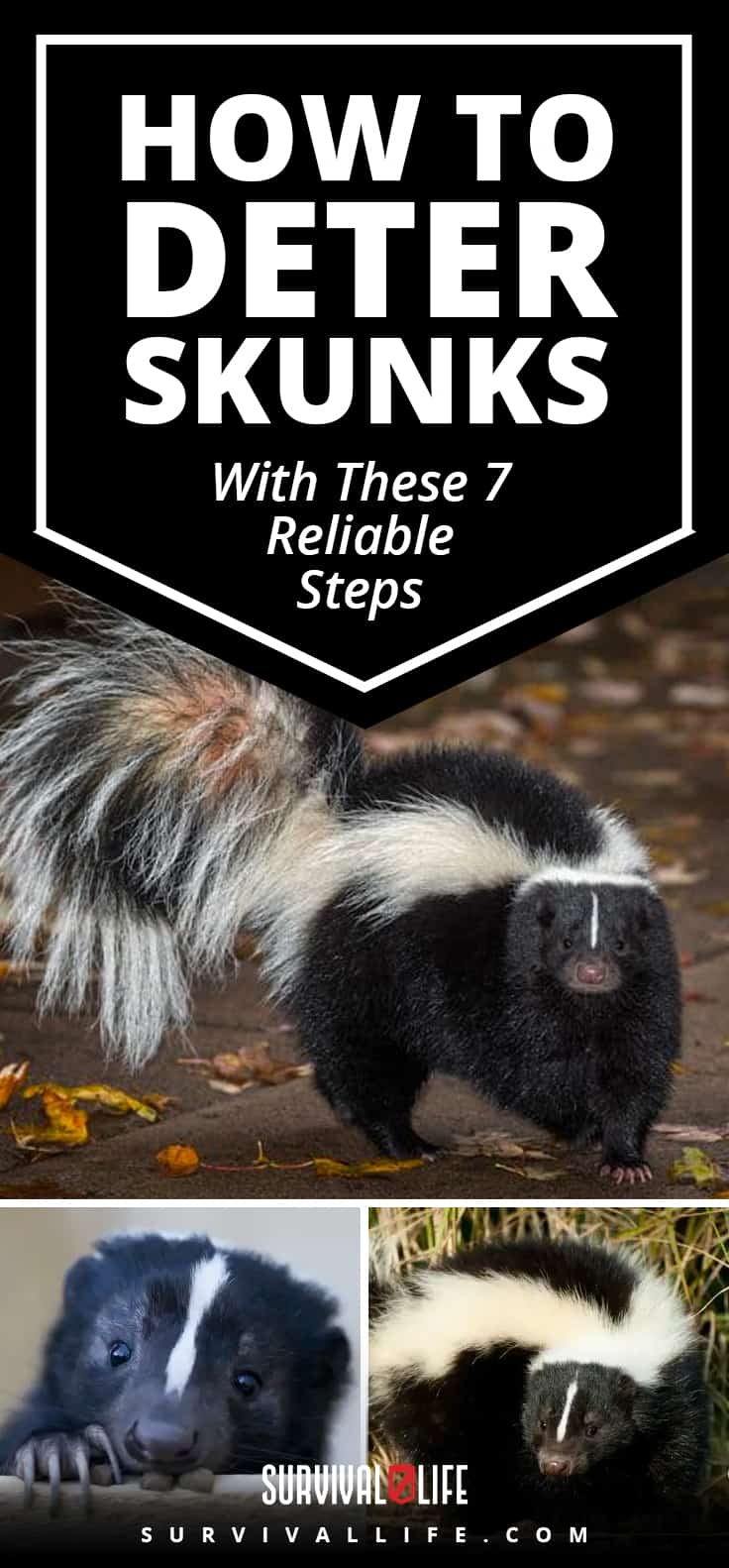 How To Deter Skunks With These 7 Reliable Steps | https://survivallife.com/deter-skunks/ ‎