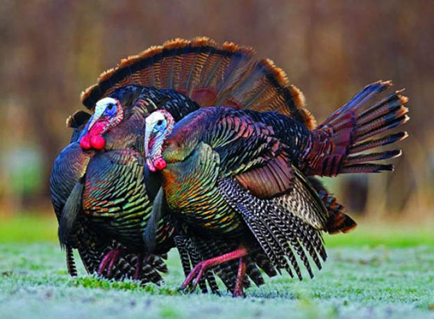 Turkey Hunting in Illinois | Illinois Hunting Laws