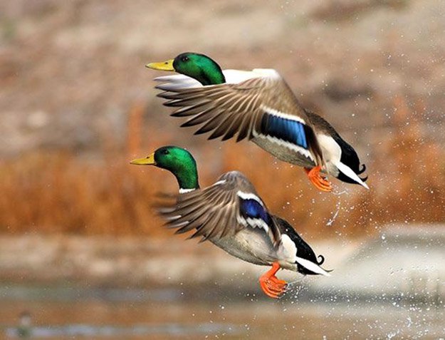 Duck Hunting in Kansas | Kansas Hunting Laws 