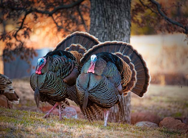 Turkey Hunting in Kansas | Kansas Hunting Laws 