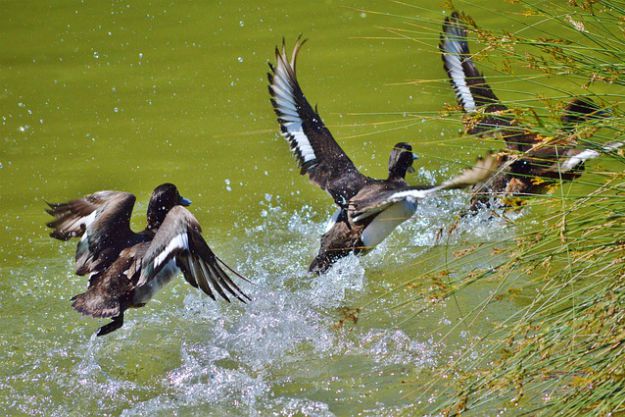 Duck Hunting Season | California Hunting Laws and Regulations