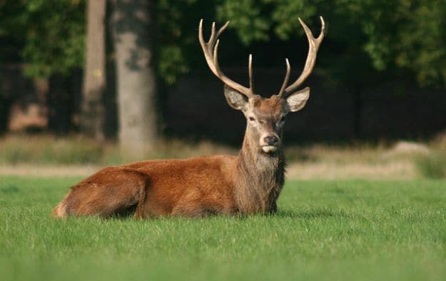 Deer Hunting Seasons | Colorado Hunting Laws and Regulations
