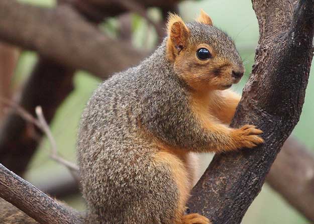 Squirrel | Texas Hunting Laws