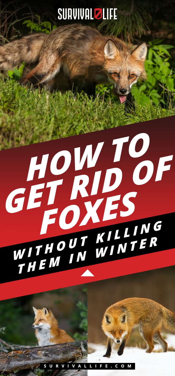 How To Get Rid Of Foxes Without Killing Them In Winter | https://survivallife.com/get-rid-foxes-winter/ 