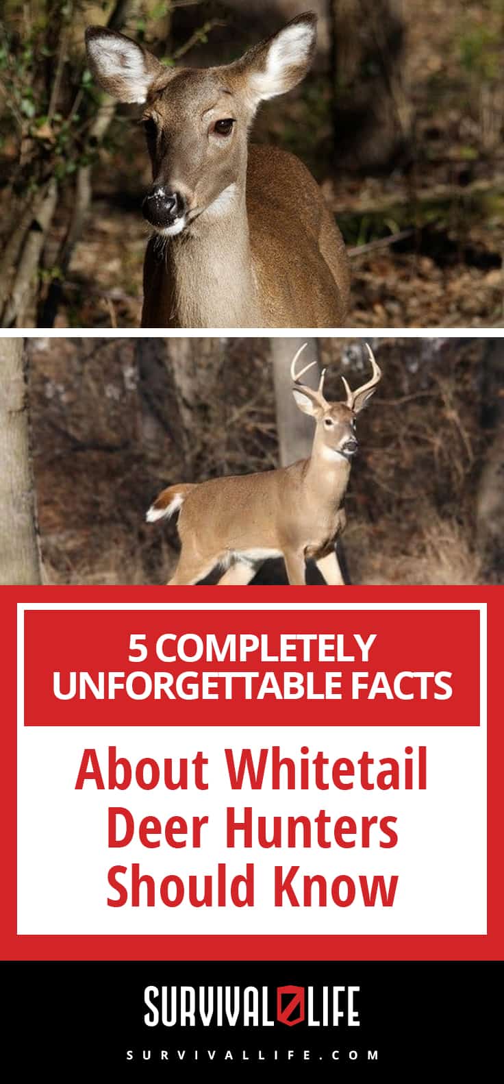 Completely Unforgettable Facts About Whitetail Deer Hunters Should Know | https://survivallife.com/facts-about-whitetail-deer/