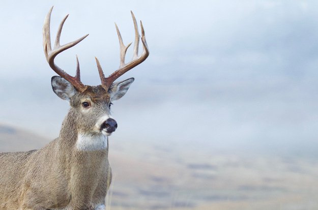 Deer Hunting Season | Delaware Hunting Laws and Regulations