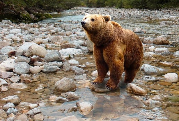 Bear Hunting Seasons in Georgia | Georgia Hunting Laws and Regulations