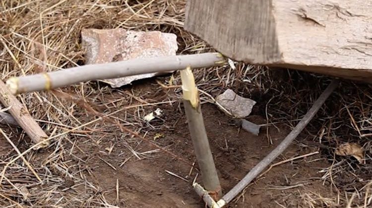 How to Build a Paiute Deadfall Trap