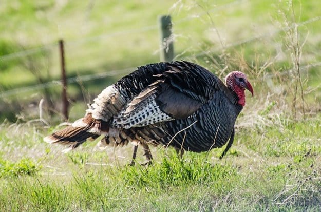 Turkey Hunting in Illinois | Illinois Hunting Laws
