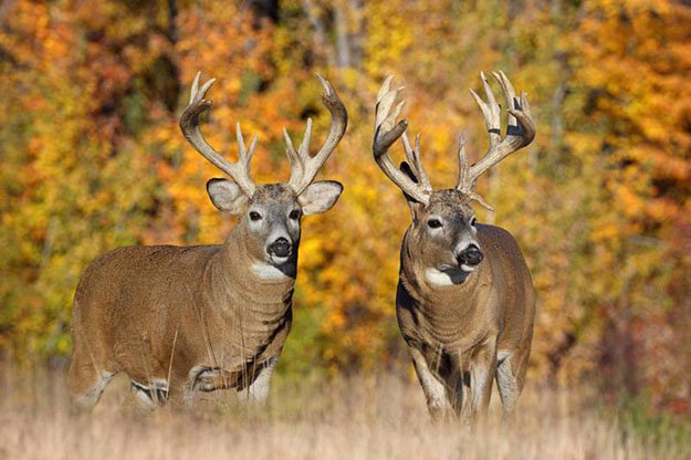 Deer Hunting in Louisiana | Louisiana Hunting Laws