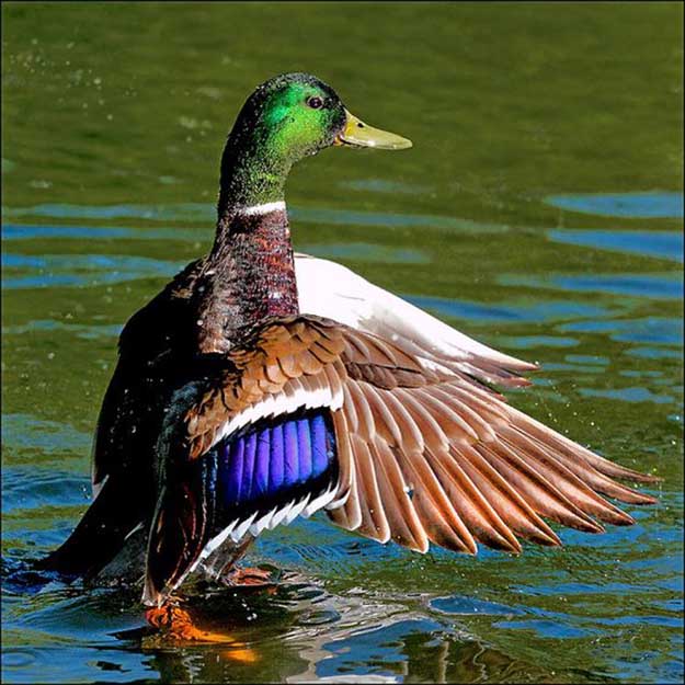 Duck Hunting in Louisiana | Louisiana Hunting Laws