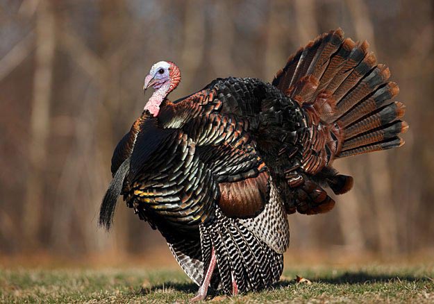 Turkey Hunting in Louisiana | Louisiana Hunting Laws