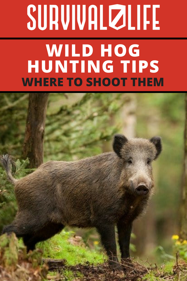 Wild Hog Hunting Tips Where To Shoot Them