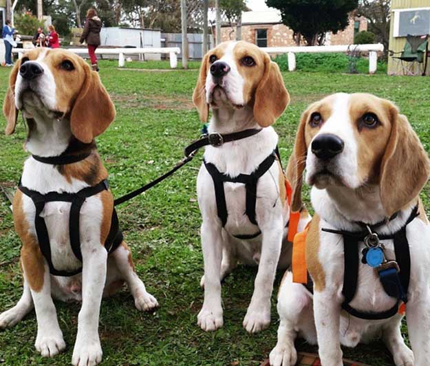 Don’t Overdo It | The Do's and Don’ts of Beagle Hunting