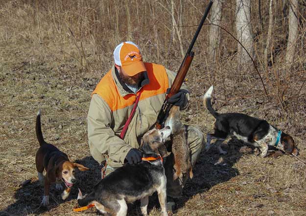 Don’t Shoot Them | The Do's and Don’ts of Beagle Hunting