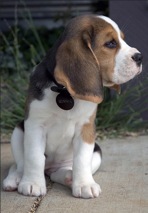 Start Them At The Right Time | The Do's and Don’ts of Beagle Hunting