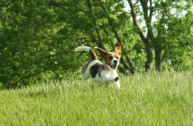 Give Them The Exercise They Need | The Do's and Don’ts of Beagle Hunting