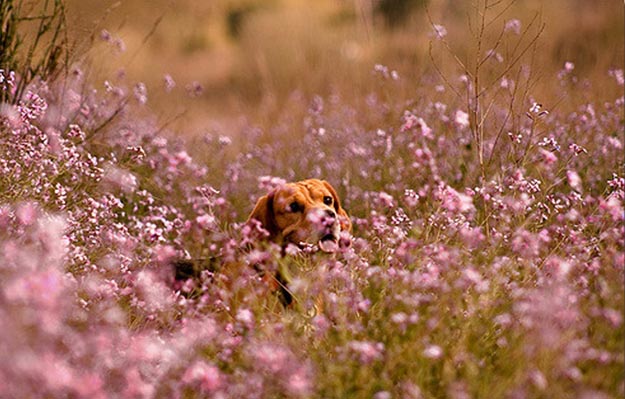 Become Their Home Base | The Do's and Don’ts of Beagle Hunting