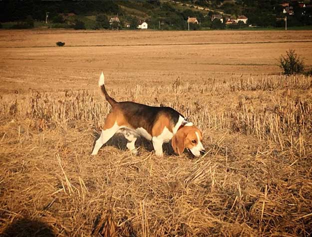 Let Them Learn Through Experience | The Do's and Don’ts of Beagle Hunting