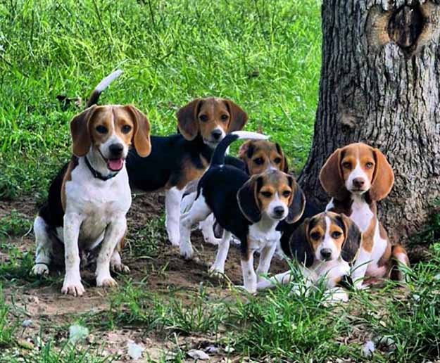 Run Them With The Big Dogs | The Do's and Don’ts of Beagle Hunting