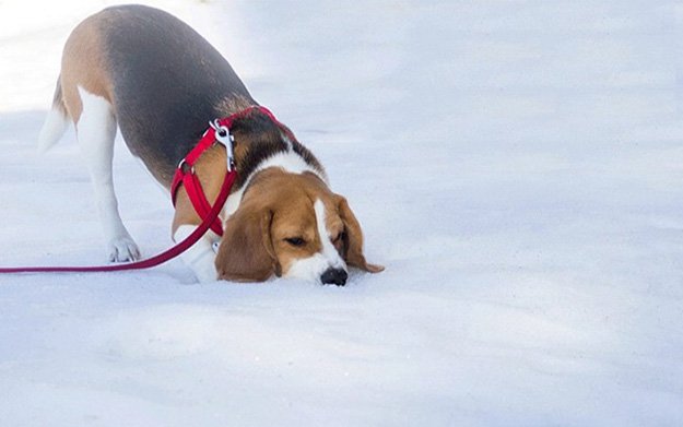 Time Your Hunts | The Do's and Don’ts of Beagle Hunting