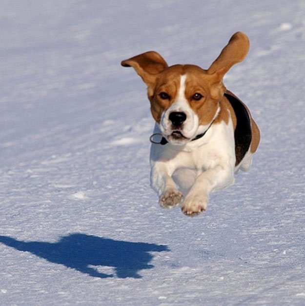 Don’t Give Them Advance Obedience Training | The Do's and Don’ts of Beagle Hunting