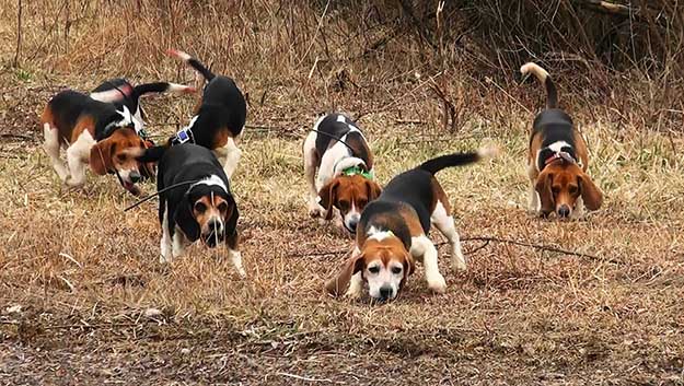 Don’t Get Impatient | The Do's and Don’ts of Beagle Hunting