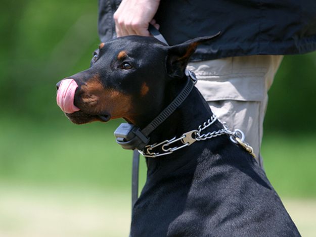 Electronic Dog Caller | Fido On The Hunt - A Complete Guide To Dog Hunting Gear