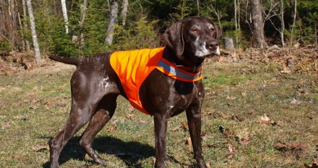 Dog Vest | Fido On The Hunt - A Complete Guide To Dog Hunting Gear