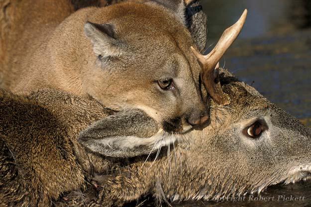 Hunting Habits | 10 Remarkable Facts About Mountain Lions