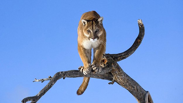 Uniquely Purrfect | 10 Remarkable Facts About Mountain Lions 