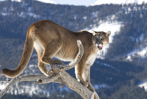 Territory | 10 Remarkable Facts About Mountain Lions