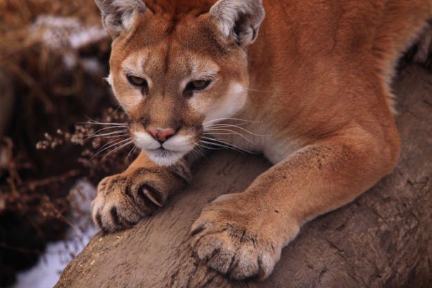 World Record Holder | 10 Remarkable Facts About Mountain Lions