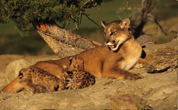 Females Raise Family Alone | 10 Remarkable Facts About Mountain Lions