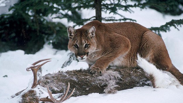 Diet | 10 Remarkable Facts About Mountain Lions