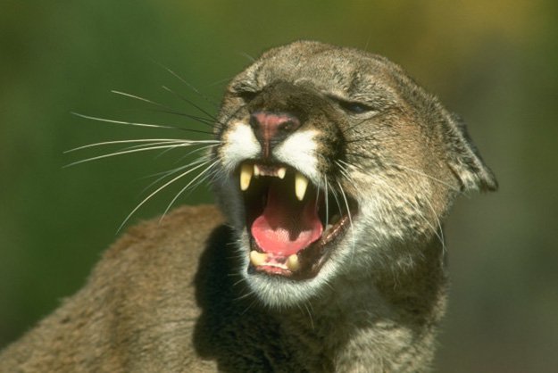 A Hissing Standoff or a Fight to the Death? | 10 Remarkable Facts About Mountain Lions