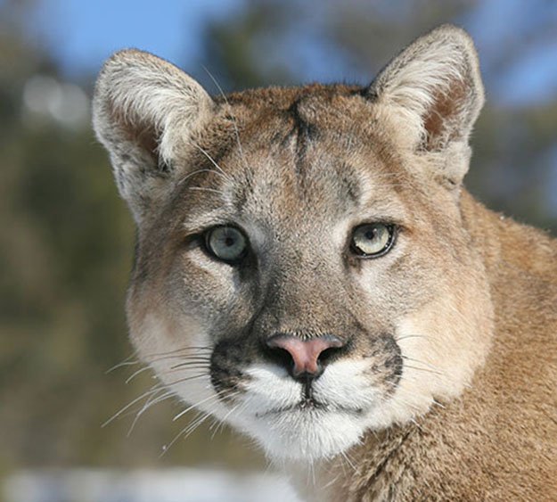 Lifespan and Size plus Weight | 10 Remarkable Facts About Mountain Lions