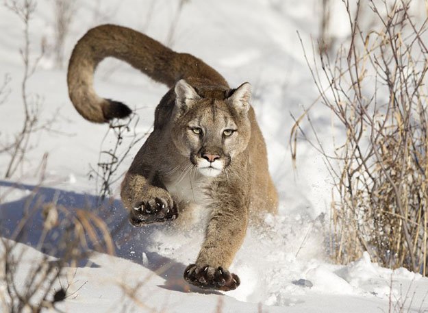 They're Faster Than You Think | 10 Remarkable Facts About Mountain Lions