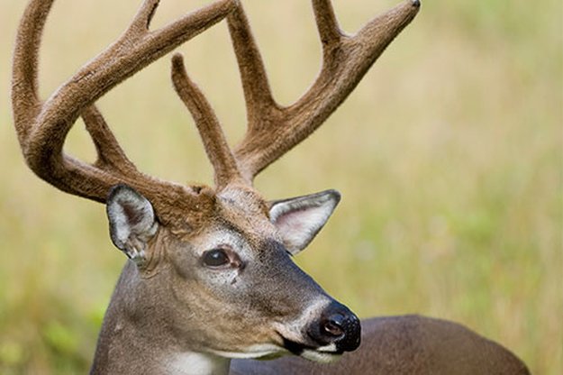 Big antlers get deer laid | 5 Completely Unforgettable Facts About Whitetail Deer Hunters Should Know