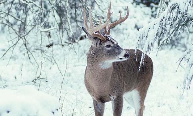 Whitetail coats change with the season | 9 Completely Unforgettable Facts About Whitetail Deer Hunters Should Know
