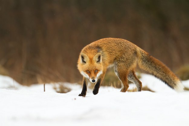 fox-in-snow How To Get Rid Of Foxes Without Killing Them In Winter 