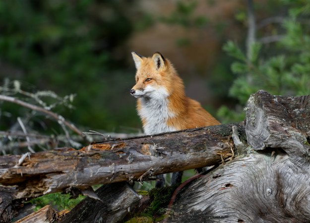 fox-looking-over-fallen-tree How To Get Rid Of Foxes Without Killing Them In Winter 
