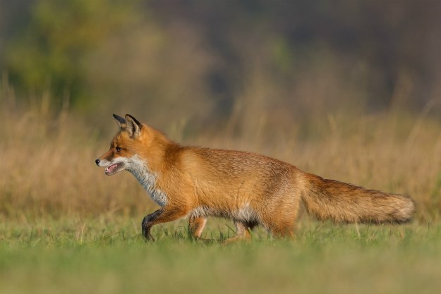 fox-running-through-grass How To Get Rid Of Foxes Without Killing Them In Winter 